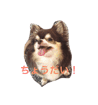 チワワの小町♪日常編2（個別スタンプ：7）