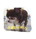 チワワの小町♪日常編2（個別スタンプ：9）