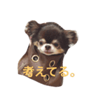 チワワの小町♪日常編2（個別スタンプ：10）