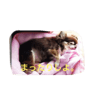 チワワの小町♪日常編2（個別スタンプ：11）