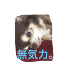チワワの小町♪日常編2（個別スタンプ：12）