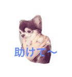 チワワの小町♪日常編2（個別スタンプ：14）