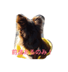 チワワの小町♪日常編2（個別スタンプ：15）