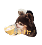 チワワの小町♪日常編2（個別スタンプ：16）
