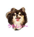 チワワの小町♪日常編（個別スタンプ：2）
