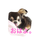 チワワの小町♪日常編（個別スタンプ：3）