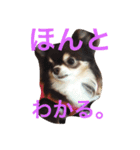 チワワの小町♪日常編（個別スタンプ：5）