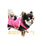 チワワの小町♪日常編（個別スタンプ：9）