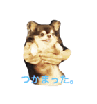 チワワの小町♪日常編（個別スタンプ：14）