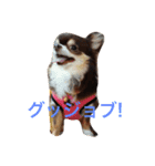 チワワの小町♪日常編（個別スタンプ：15）