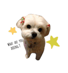みぃちゃん(マルチーズ)（個別スタンプ：23）