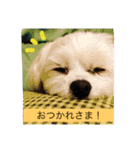 みぃちゃん(マルチーズ)（個別スタンプ：24）