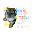 pet in family（個別スタンプ：1）