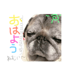 pet in family（個別スタンプ：3）