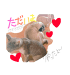 pet in family（個別スタンプ：6）