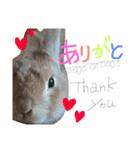 pet in family（個別スタンプ：8）