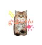 チンチラマリリンのスタンプ（個別スタンプ：1）