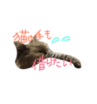 チンチラマリリンのスタンプ（個別スタンプ：4）
