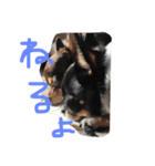 3ワン +1ニャン（個別スタンプ：1）