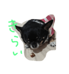 3ワン +1ニャン（個別スタンプ：3）