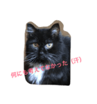 3ワン +1ニャン（個別スタンプ：4）