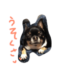 3ワン +1ニャン（個別スタンプ：7）