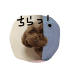 しぇるちゃん②（個別スタンプ：4）