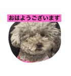 しぇるちゃん②（個別スタンプ：6）