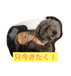 しぇるちゃん②（個別スタンプ：10）