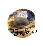 しぇるちゃん②（個別スタンプ：15）