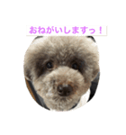しぇるちゃん②（個別スタンプ：16）