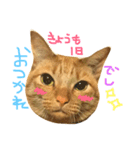 みーちゃろーのご挨拶（個別スタンプ：7）