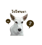 LuckyTailTH（個別スタンプ：4）