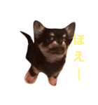 チワワのまろ君スタンプ（個別スタンプ：3）