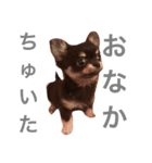 チワワのまろ君スタンプ（個別スタンプ：4）