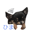 チワワのまろ君スタンプ（個別スタンプ：5）