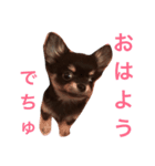チワワのまろ君スタンプ（個別スタンプ：6）
