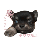 チワワのまろ君スタンプ（個別スタンプ：7）
