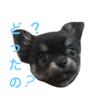 チワワのまろ君スタンプ（個別スタンプ：8）