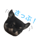 チワワのまろ君スタンプ（個別スタンプ：10）