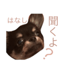チワワのまろ君スタンプ（個別スタンプ：11）