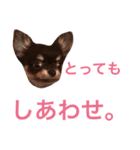 チワワのまろ君スタンプ（個別スタンプ：12）