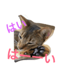 猫のはるです2（個別スタンプ：2）