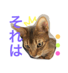 猫のはるです2（個別スタンプ：3）