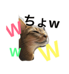 猫のはるです2（個別スタンプ：5）