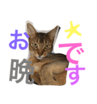 猫のはるです2（個別スタンプ：6）