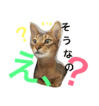 猫のはるです2（個別スタンプ：7）