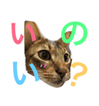 猫のはるです2（個別スタンプ：9）