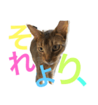 猫のはるです2（個別スタンプ：10）