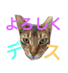 猫のはるです2（個別スタンプ：11）